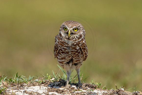 831 burrowing owl (6F3A1972) April 17, 2021