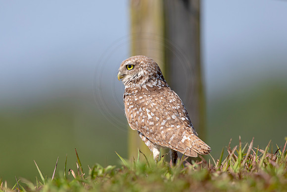 880 burrowing owl (6F3A2234) April 17, 2021
