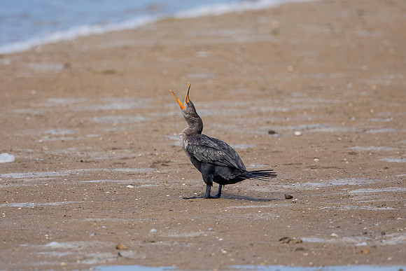 239 cormorant (6F3A7221) April 15, 2021