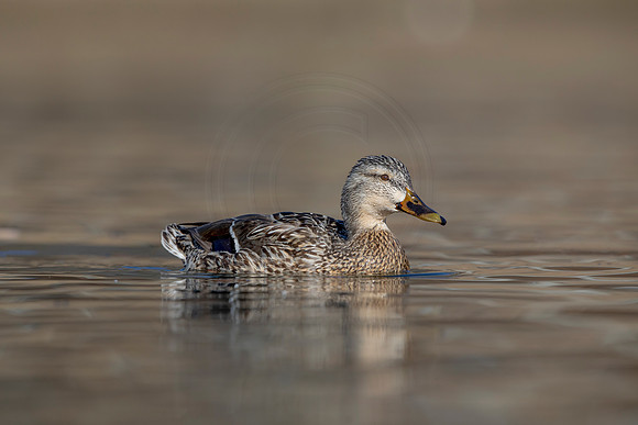 317 mallard (AF3A4783) March 20, 2021