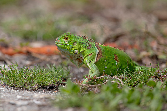 343 iguana (6F3A8297) April 15, 2021