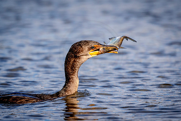 Cormorant with a fish