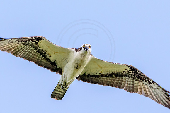 Osprey in Crown Point