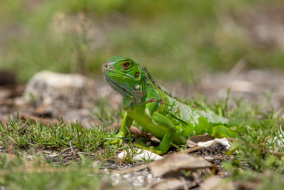 302 iguana (6F3A7953) April 15, 2021
