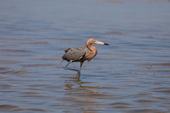 49 reddish egret (6F3A6354) April 15, 2021