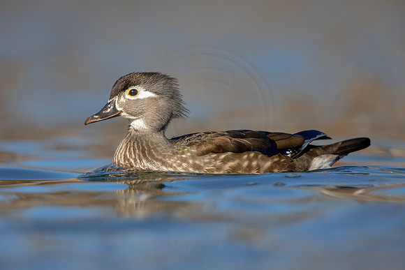 229 wood duck (AF3A3617) March 13, 2021