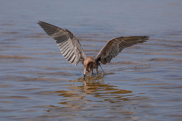 114 reddish egret (6F3A6377) April 15, 2021