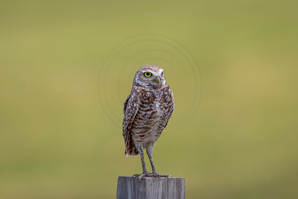 751 burrowing owl (6F3A1511) April 17, 2021