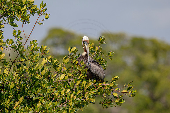 449 pelican (6F3A8852) April 15, 2021