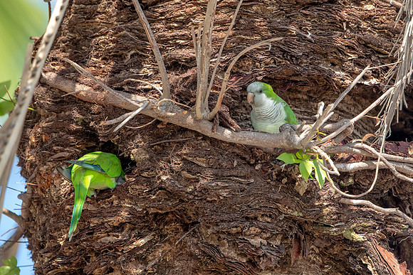 1226 monk parakeet (6F3A5678) April 18, 2021