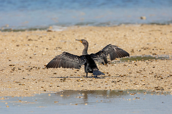 264 cormorant (6F3A7476) April 15, 2021