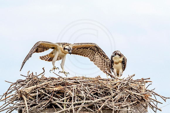 Osprey in Crown Point