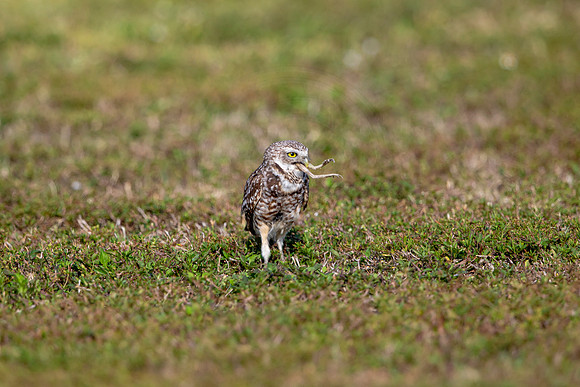 573 burrowing owl (6F3A0177) April 17, 2021