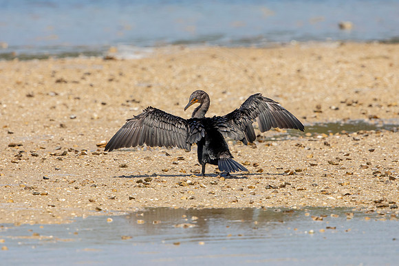 265 cormorant (6F3A7478) April 15, 2021
