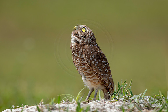 706 burrowing owl (6F3A1246) April 17, 2021