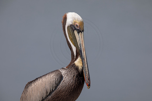 411 pelican (6F3A8629) April 15, 2021