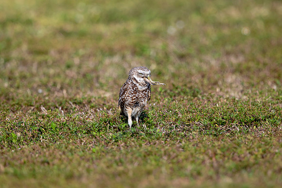 574 burrowing owl (6F3A0180) April 17, 2021
