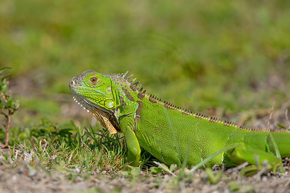 470 iguana (6F3A8949) April 15, 2021