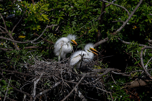 1099 egrets (6F3A4059) April 18, 2021