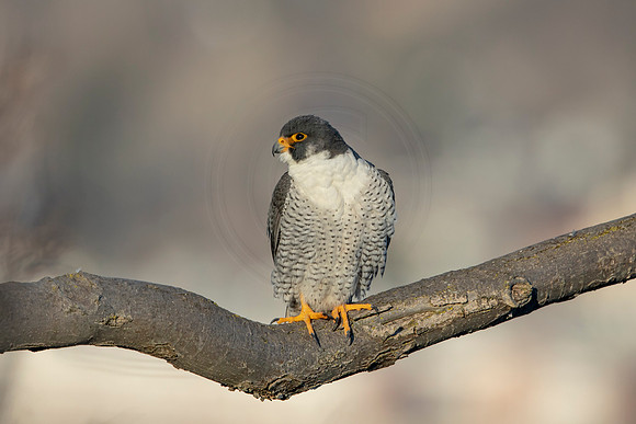 160 peregrine falcon (AF3A3074) March 7, 2021