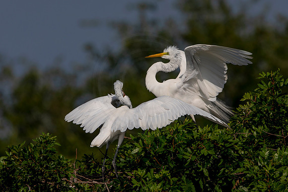 1046 egret (6F3A3586) April 18, 2021