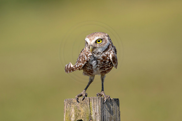 884 burrowing owl (6F3A2242) April 17, 2021