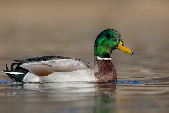 275 mallard (AF3A4484) March 20, 2021