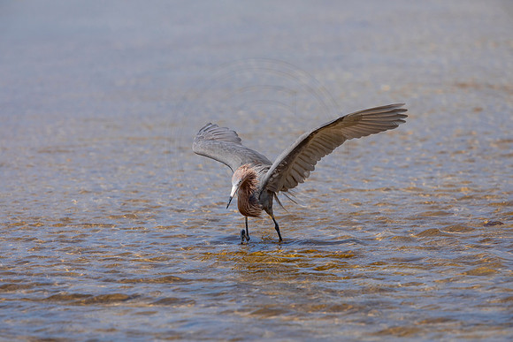 247 reddish egret (6F3A7279) April 15, 2021