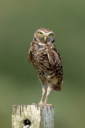 837 burrowing owl (6F3A2009) April 17, 2021
