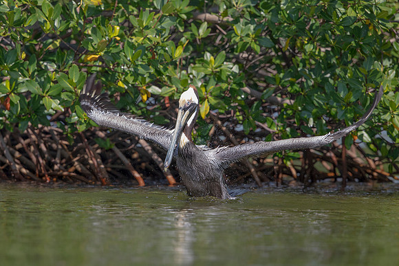 54 pelican (6F3A8846) April 15, 2021