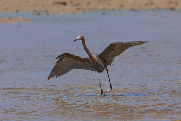 245 reddish egret (6F3A7264) April 15, 2021