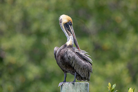 348 pelican (6F3A8315) April 15, 2021
