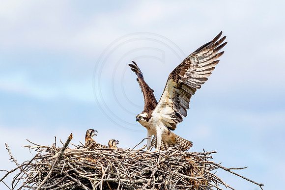 Osprey in Crown Point