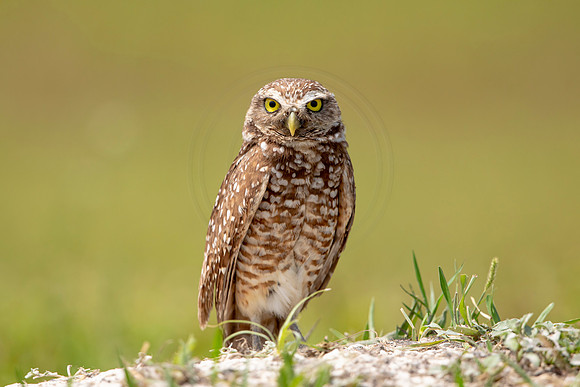 687 burrowing owl (6F3A1156) April 17, 2021