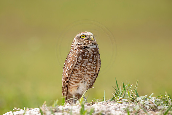 685 burrowing owl (6F3A1146) April 17, 2021
