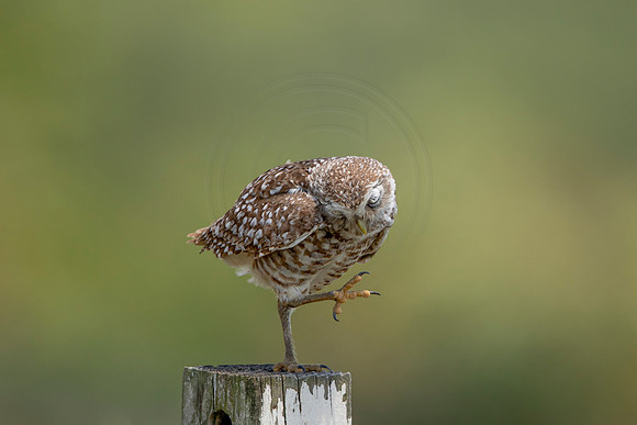 746 burrowing owl (6F3A1482) April 17, 2021