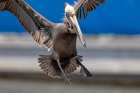 408 pelican (6F3A8620) April 15, 2021