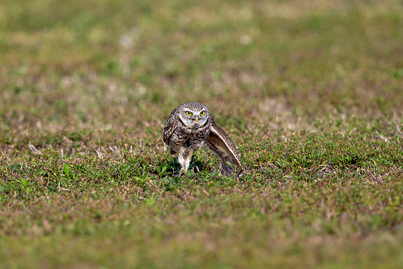565 burrowing owl (6F3A0138) April 17, 2021