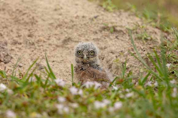 34 burrowing owl youngster (6F3A3007) April 21, 2021