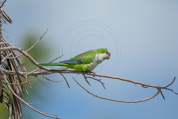 1227 monk parakeet (6F3A5739) April 18, 2021