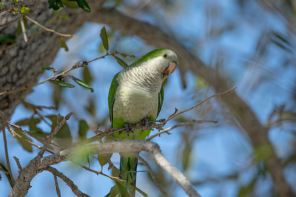 1230 monk parakeet (6F3A5785) April 18, 2021