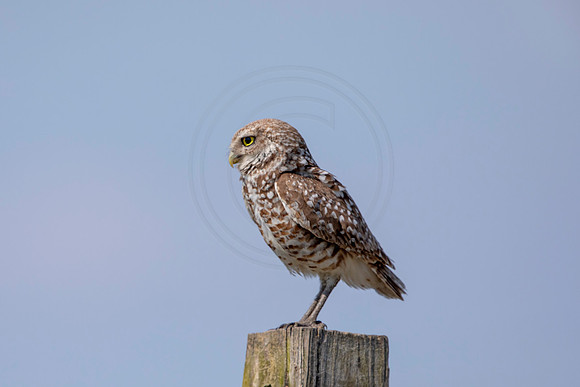 881 burrowing owl (6F3A2236) April 17, 2021