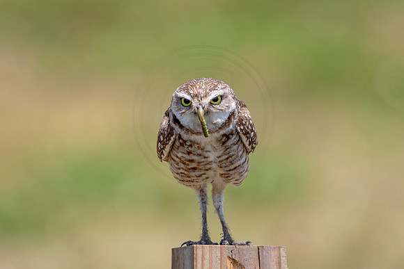 720 burrowing owl (6F3A1339) April 17, 2021