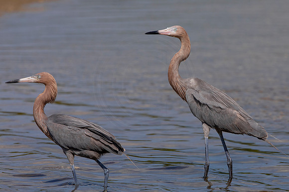 196 reddish egrets (6F3A6831) April 15, 2021