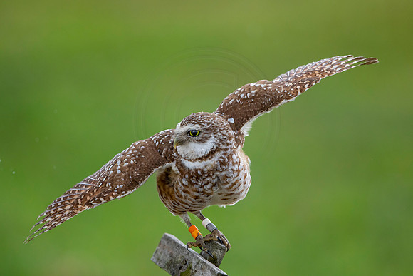 23 burrowing owl (6F3A7389) April 19, 2021
