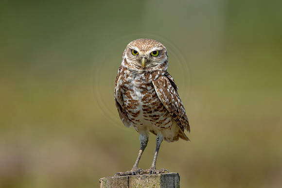 851 burrowing owl (6F3A2078) April 17, 2021