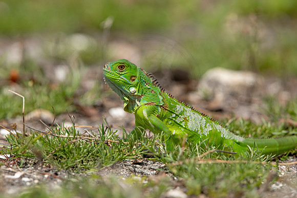303 iguana (6F3A7965) April 15, 2021