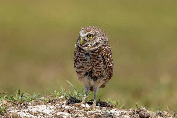828 burrowing owl (6F3A1963) April 17, 2021