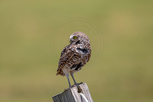 766 burrowing owl (6F3A1615) April 17, 2021