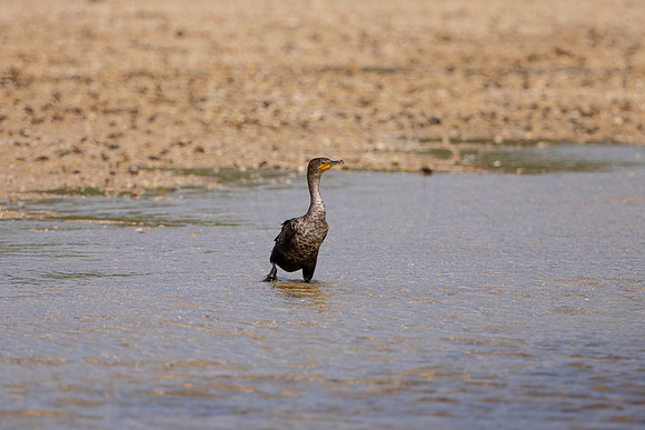 219 cormorant (6F3A7062) April 15, 2021